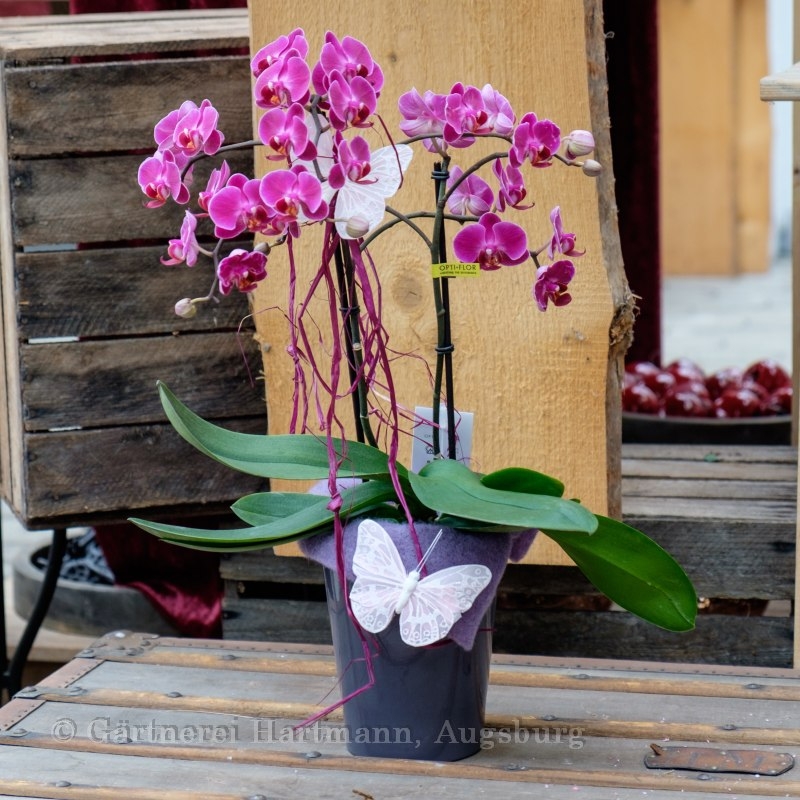 Orchidee pink (Z100) Bild 1