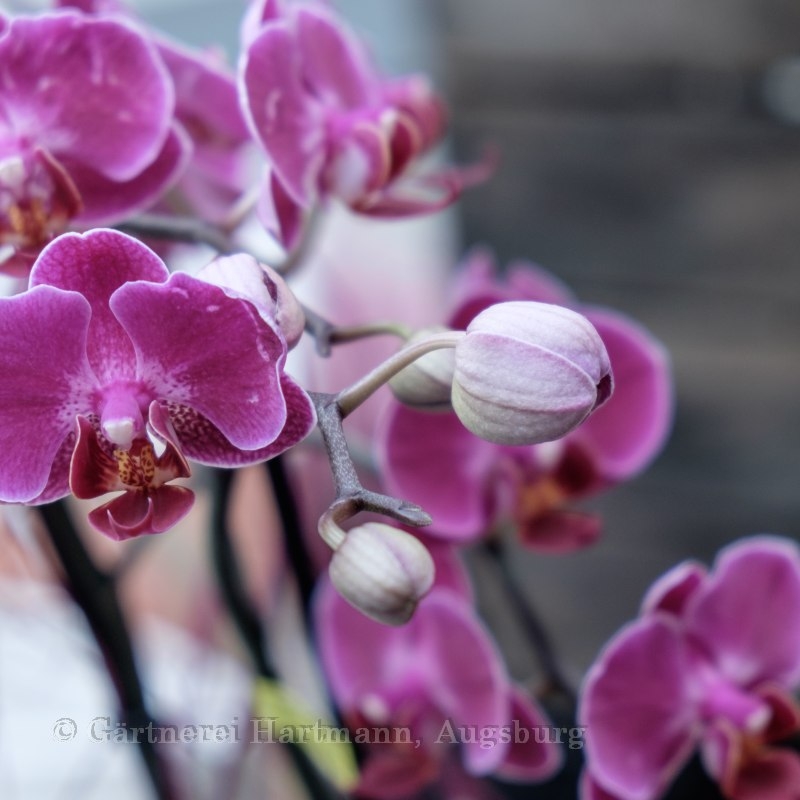 Orchidee pink (Z100) Bild 3
