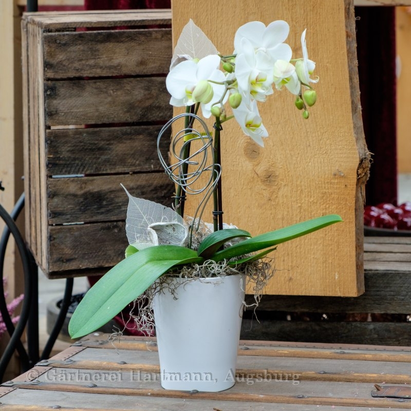 Orchidee weiß (Z101) Bild 1