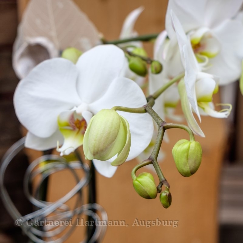 Orchidee weiß (Z101) Bild 2