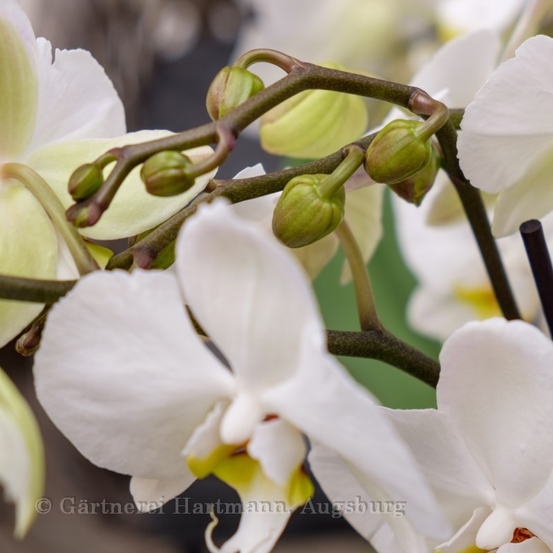 Orchideenschale (Z102) Bild 2